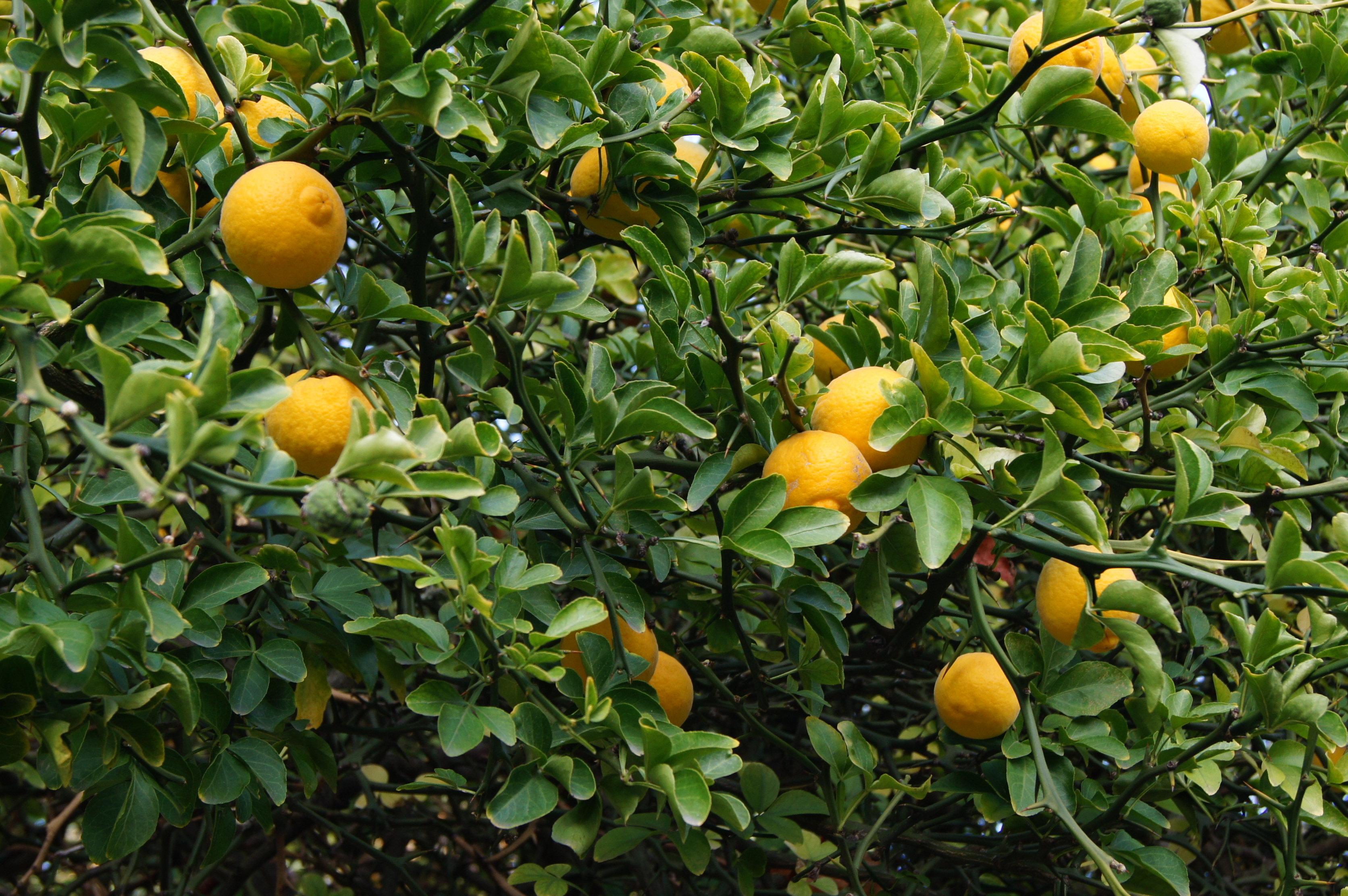 Poncirus trifoliata